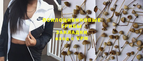 индика Аркадак